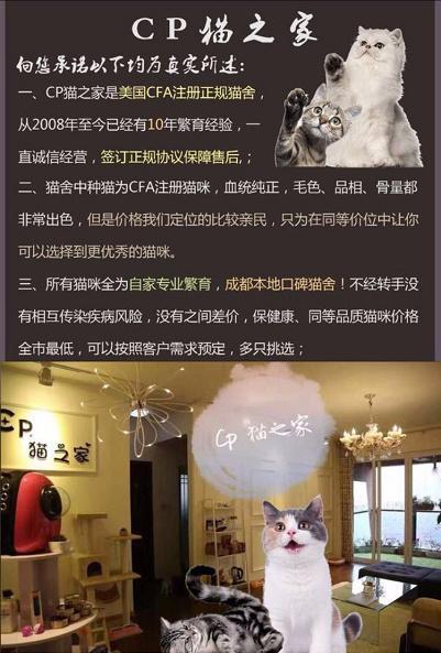 cfa成都正规猫舍cp猫之家,本地口碑猫舍靠谱